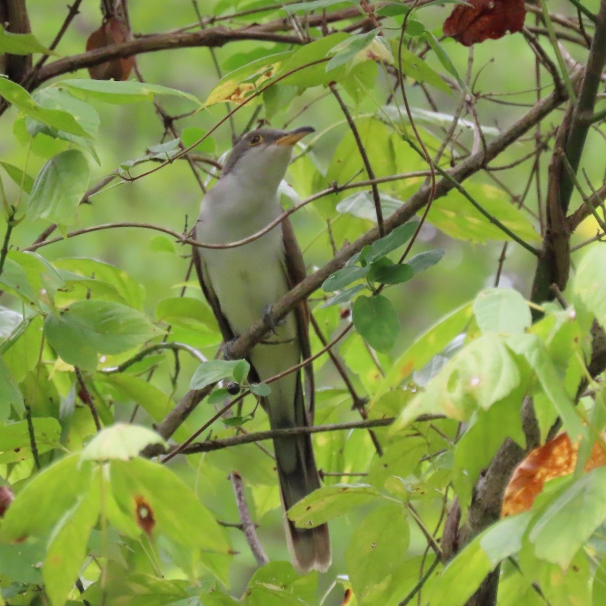 Yellow-billed Cuckoo - ML642389728