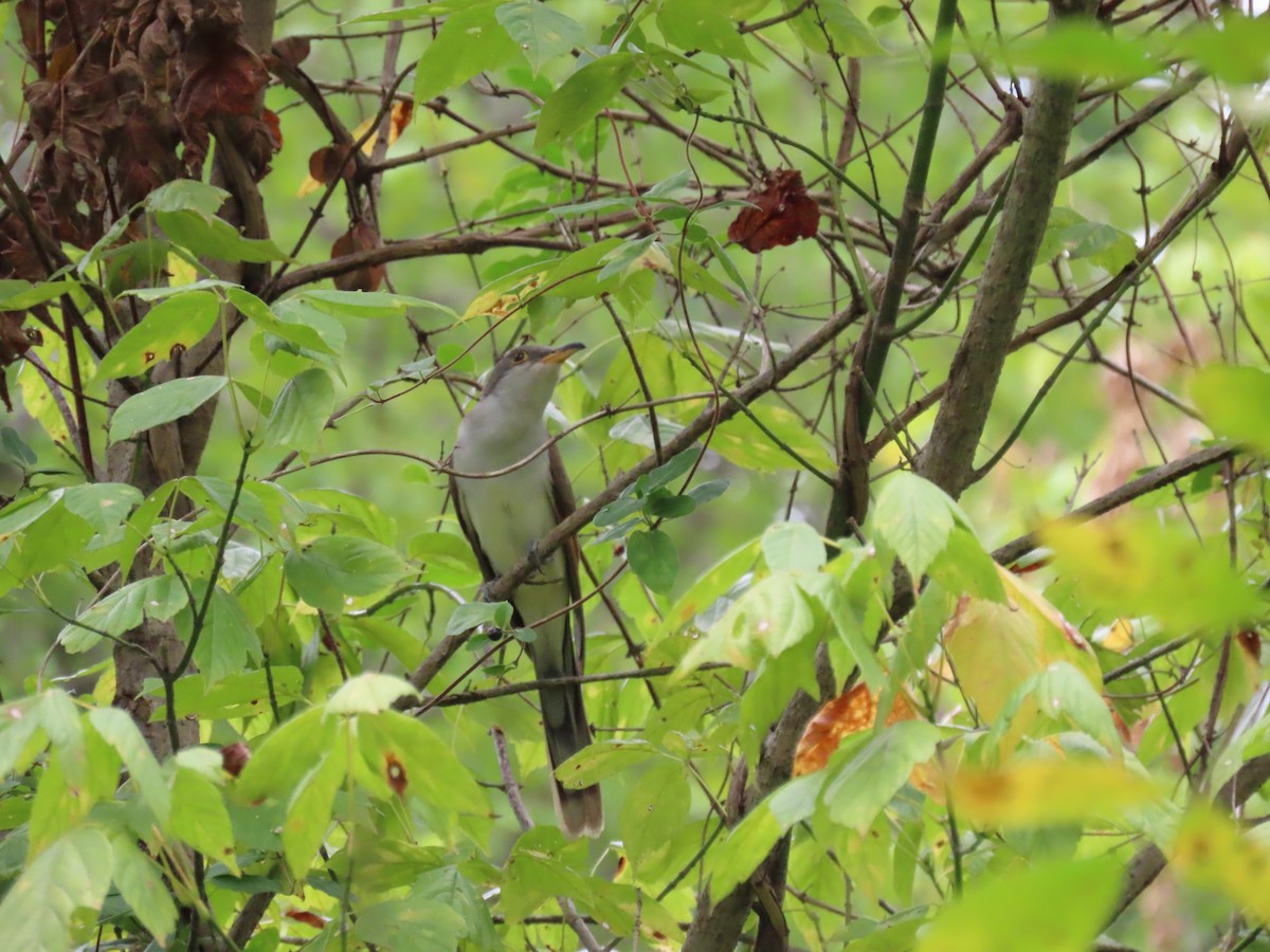 Yellow-billed Cuckoo - ML642389732