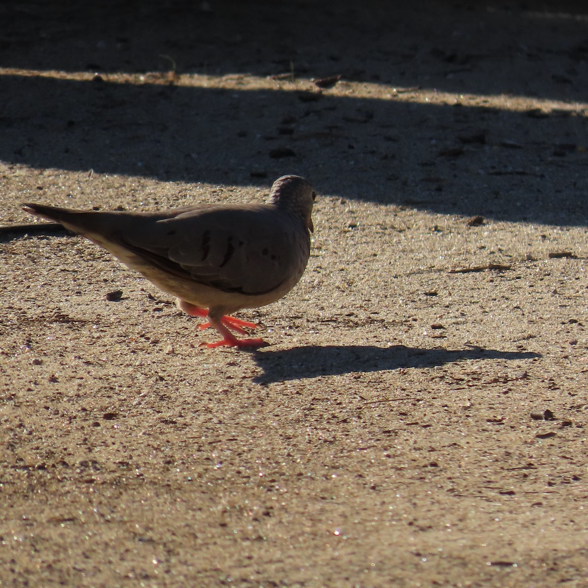 Common Ground Dove - ML642389739