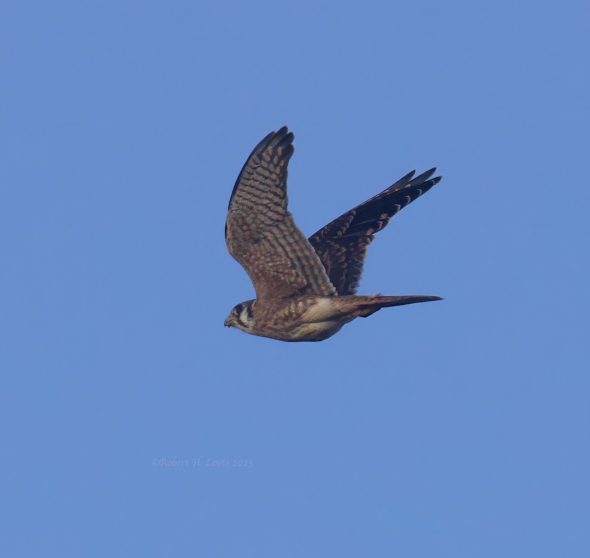 spurvefalk - ML642389740