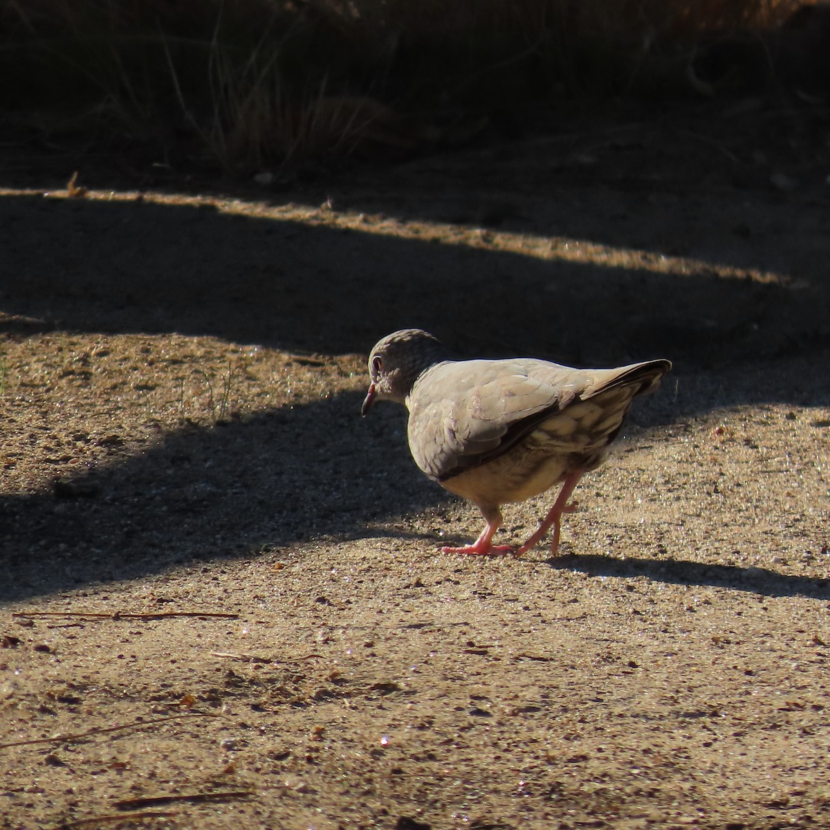 Common Ground Dove - ML642389753