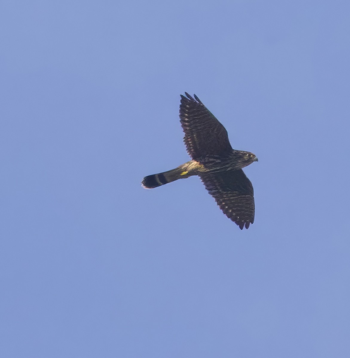 dvergfalk - ML642389756