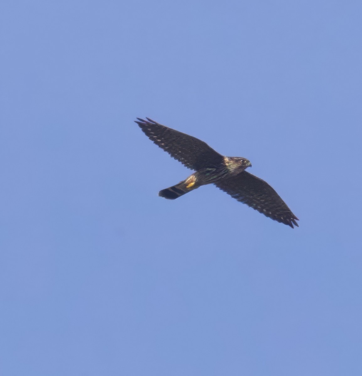 dvergfalk - ML642389757