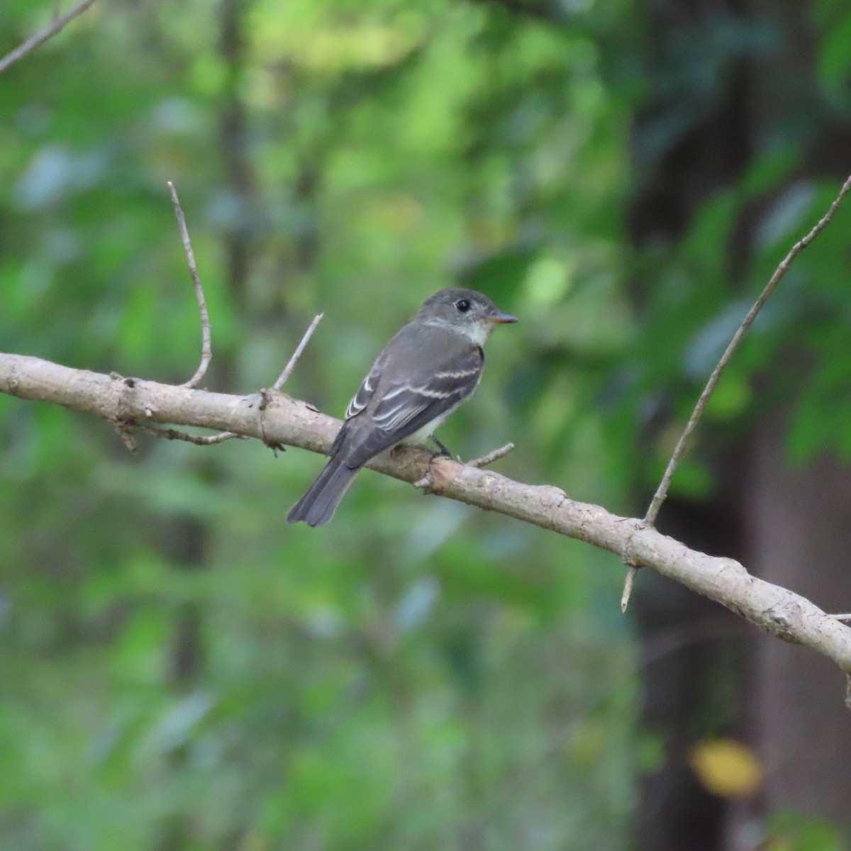 Eastern Wood-Pewee - ML642389775