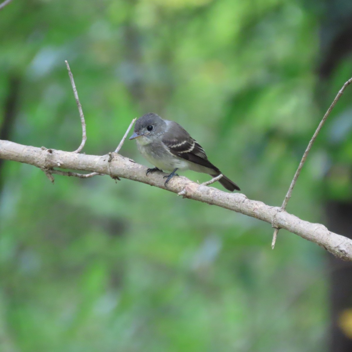 Eastern Wood-Pewee - ML642389776