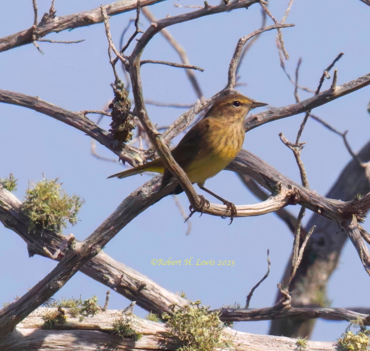 myrparula - ML642389790