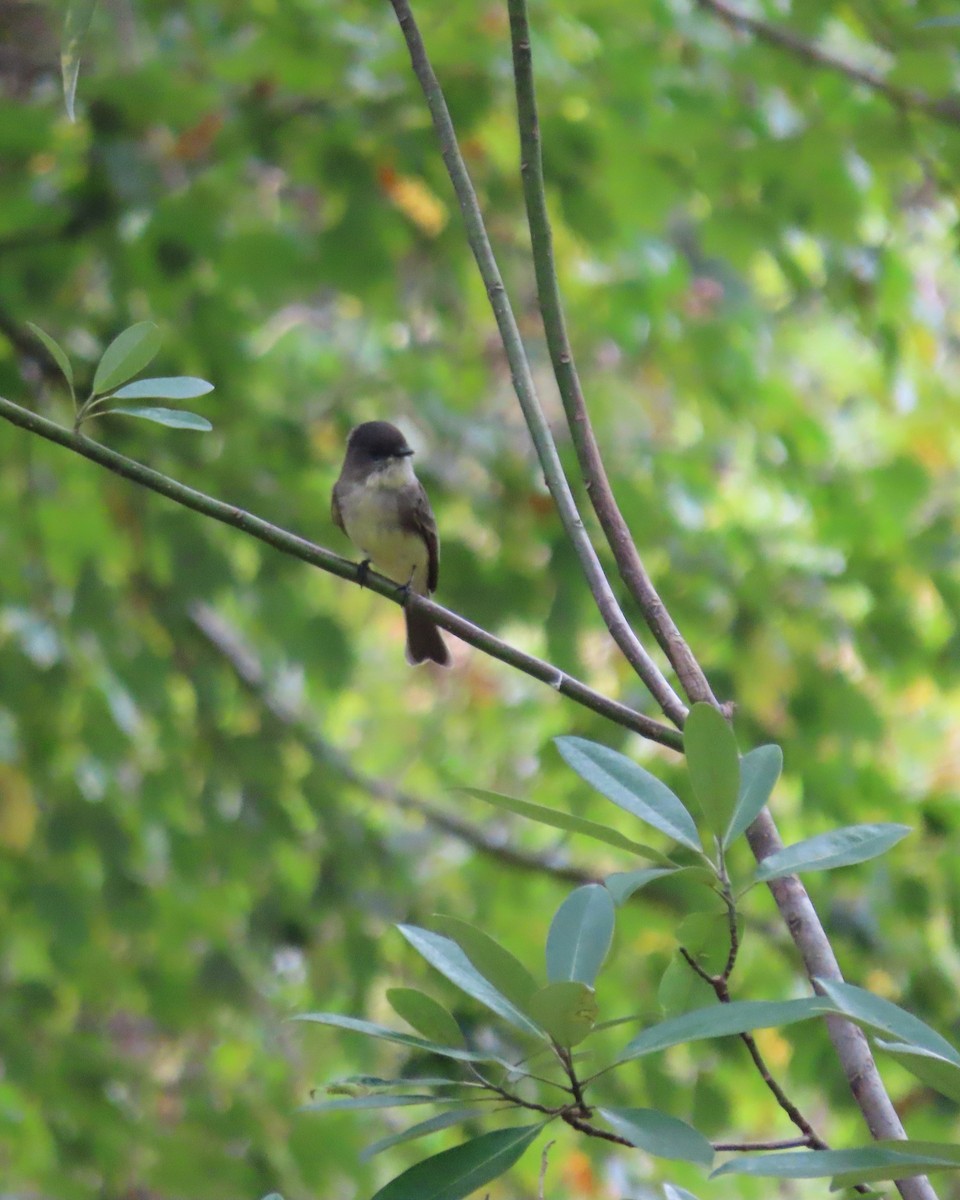 Eastern Phoebe - ML642389795