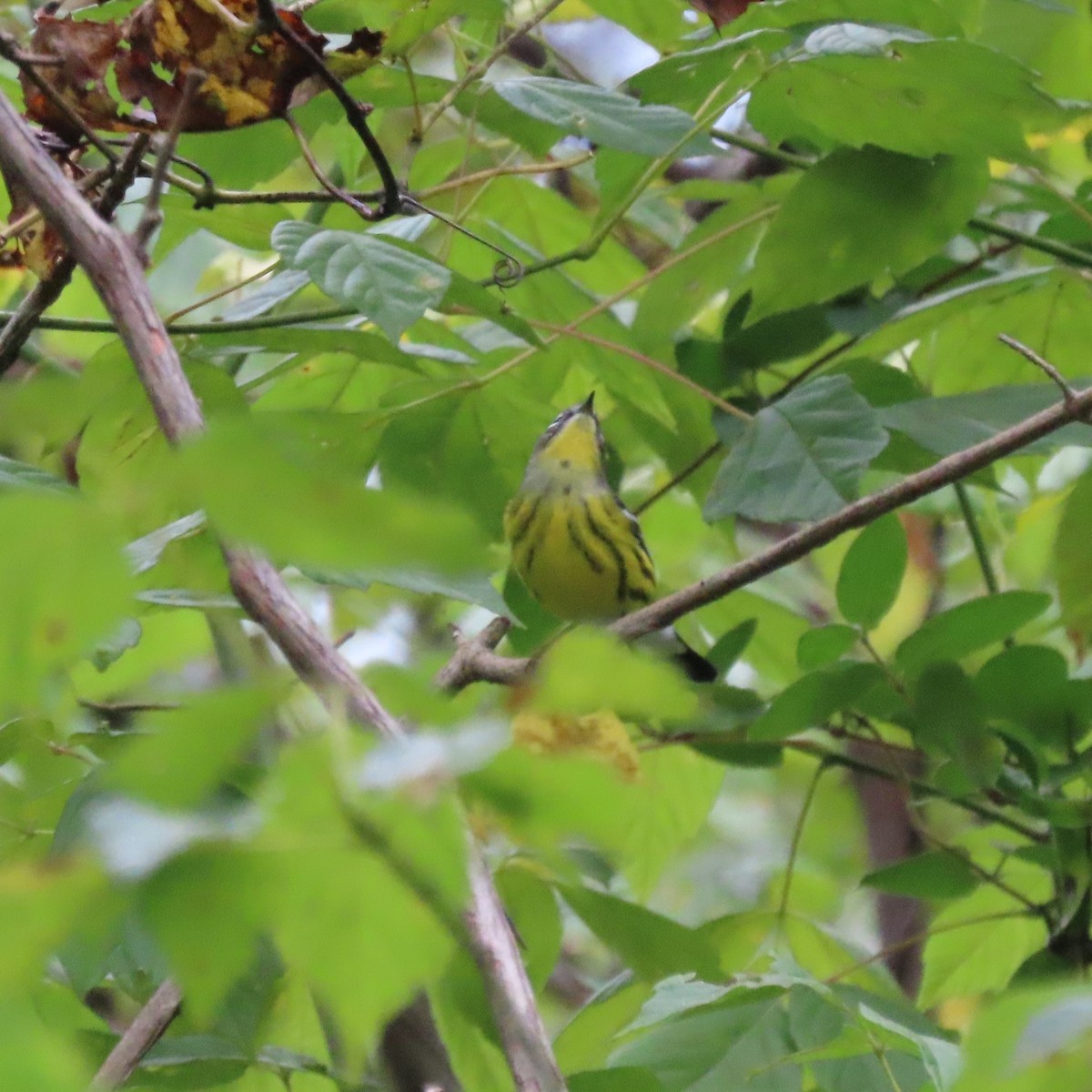Magnolia Warbler - ML642389828