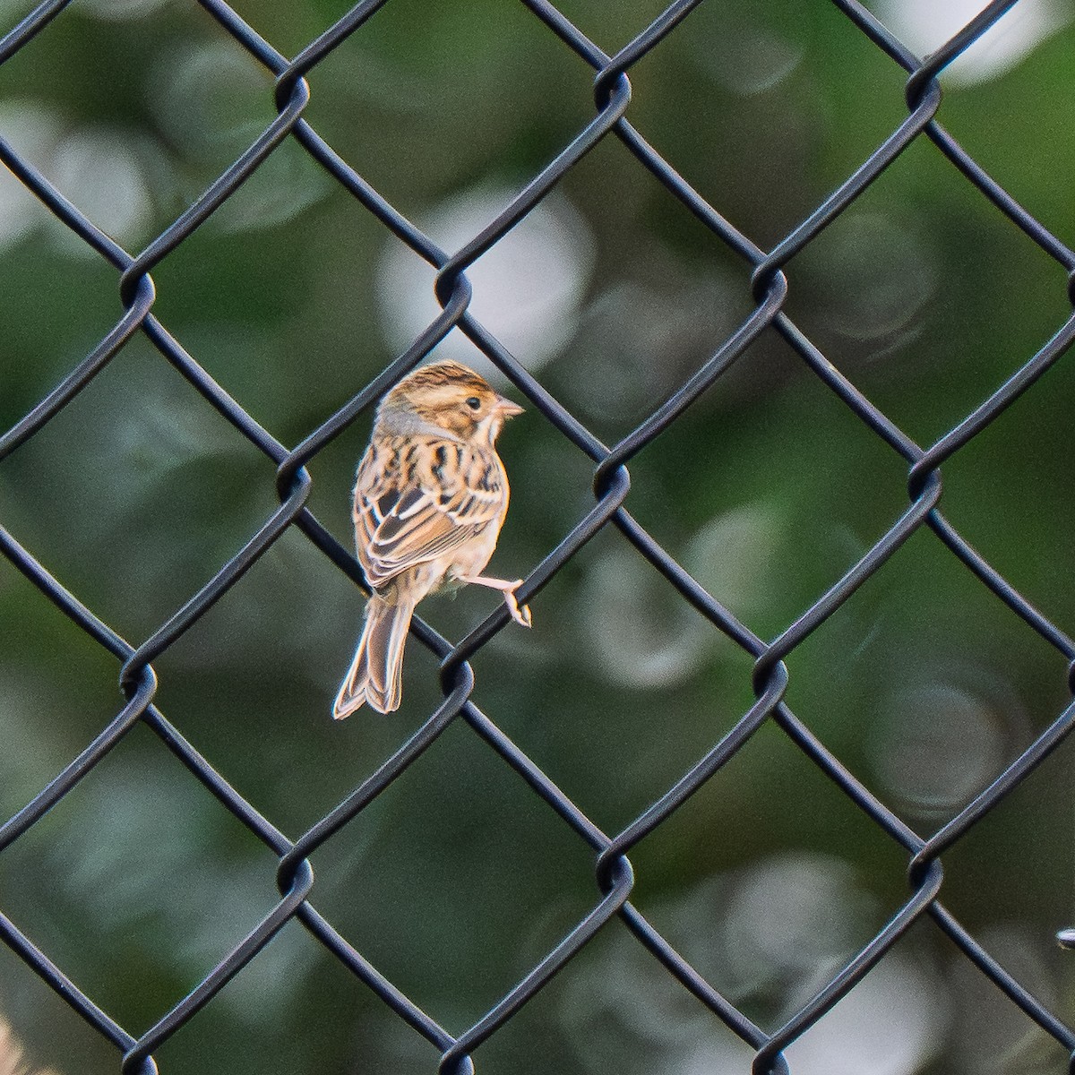 Clay-colored Sparrow - ML642389857