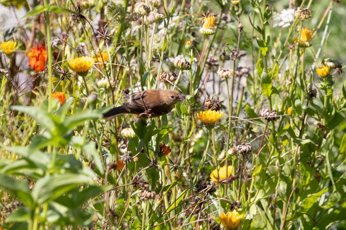 Indigo Bunting - ML642389858