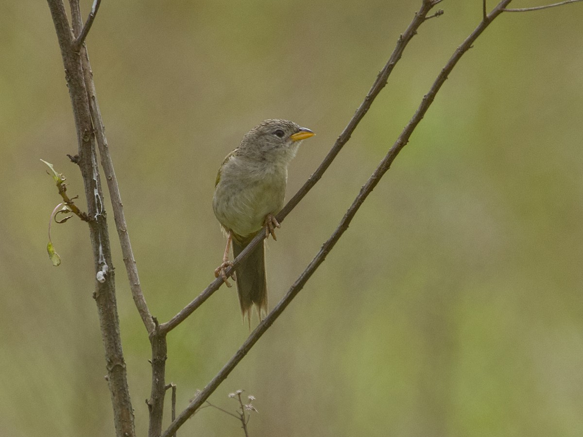 Wedge-tailed Grass-Finch - ML642389862
