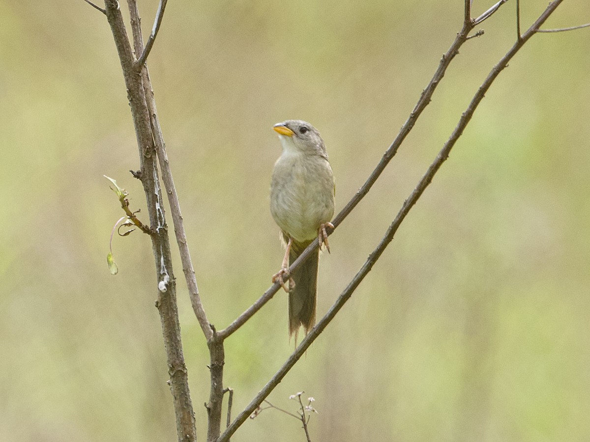 Wedge-tailed Grass-Finch - ML642389863