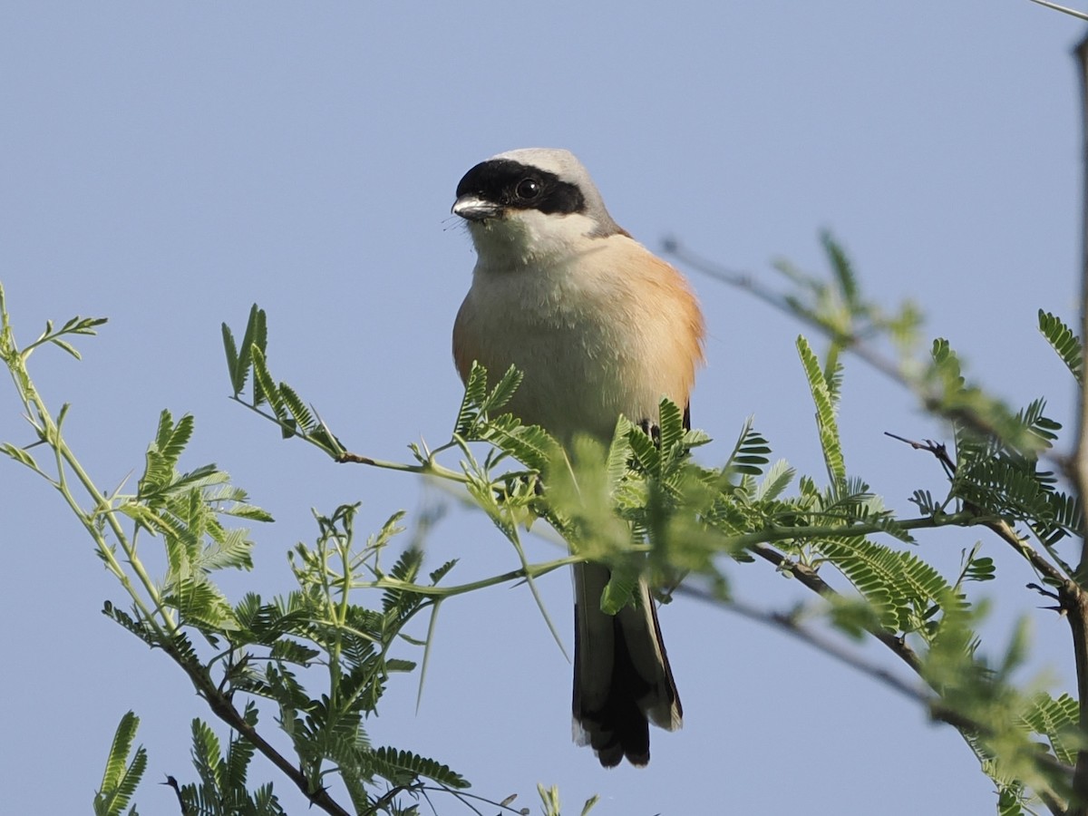 Bay-backed Shrike - ML642389885