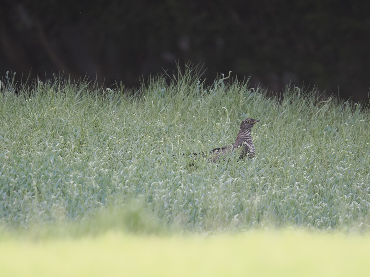 Common Cuckoo - ML642389891