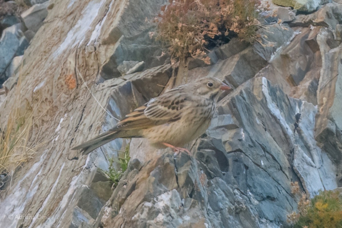 Ortolan Bunting - ML642389897