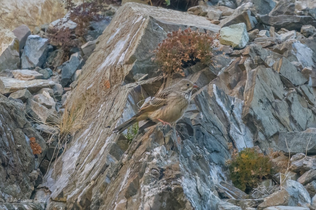 Ortolan Bunting - ML642389898