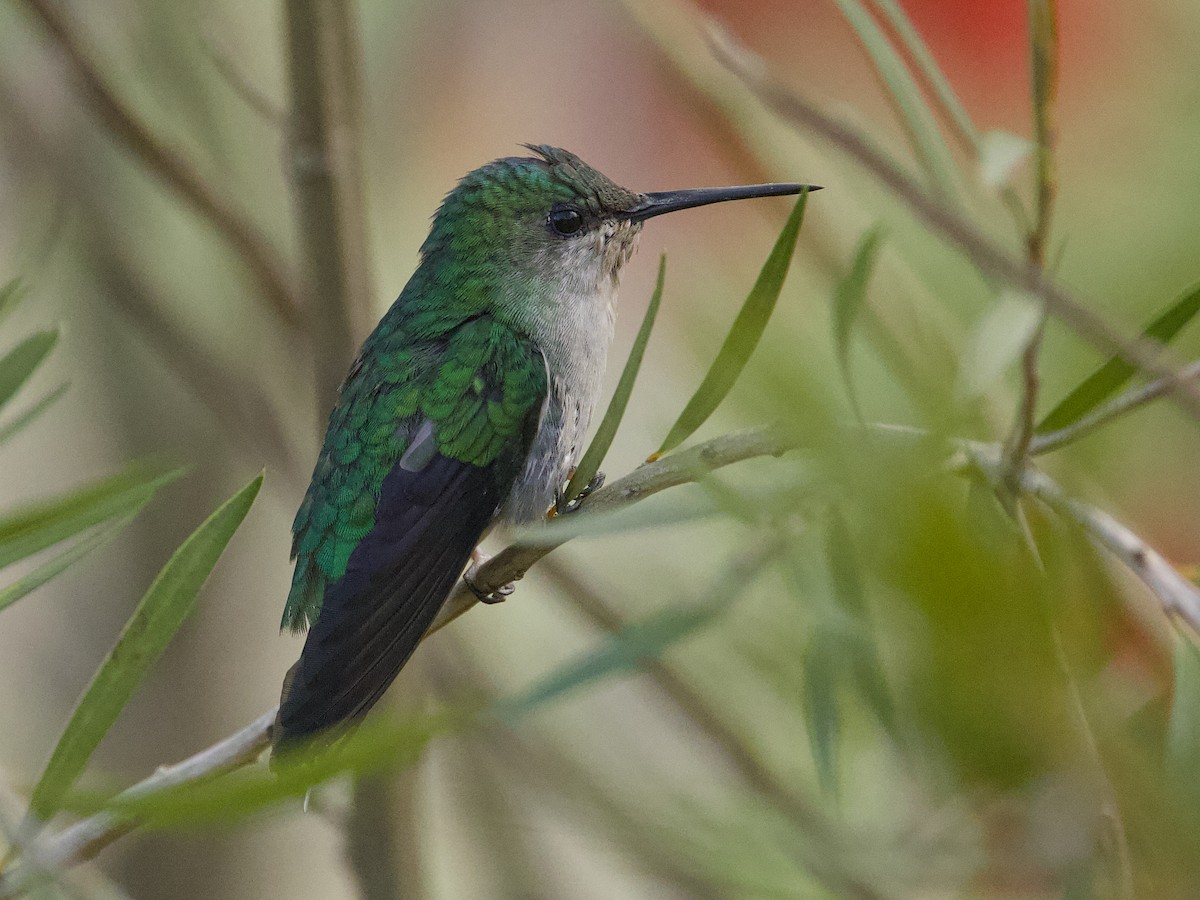 Violet-capped Woodnymph - ML642389904