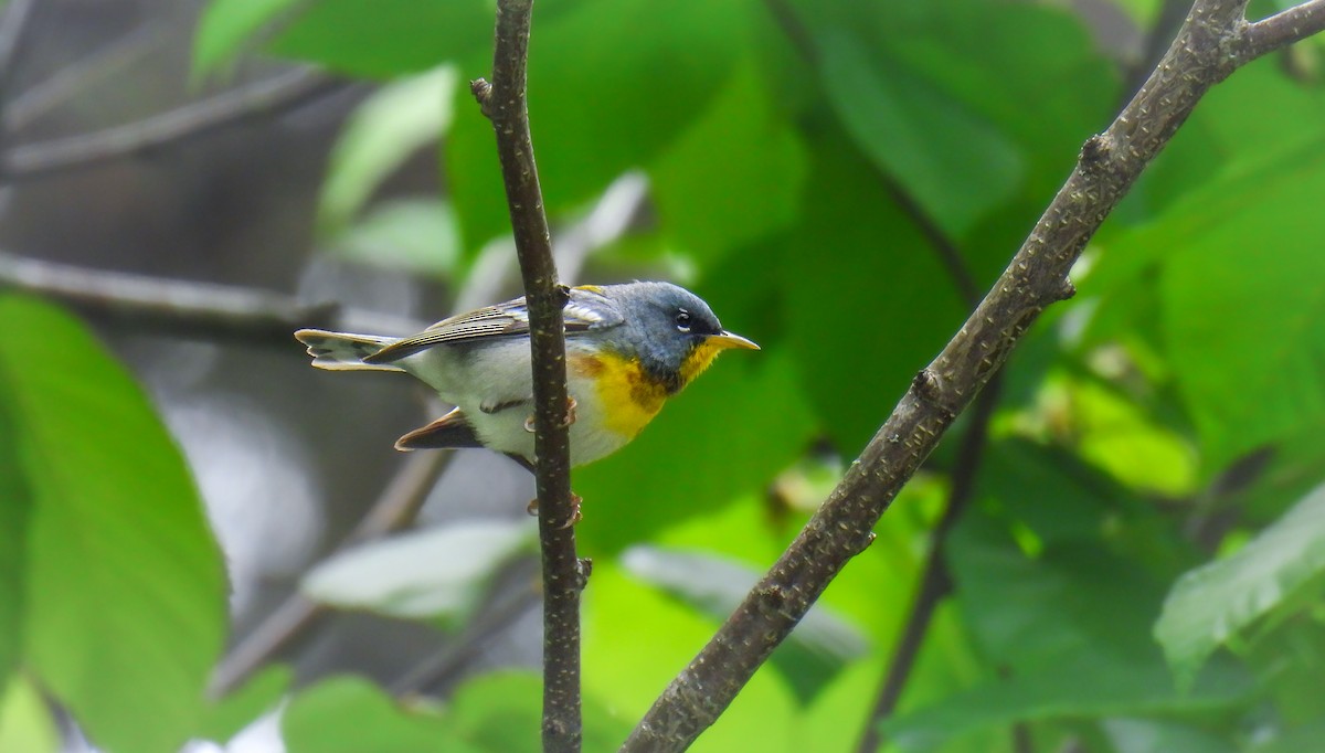 Northern Parula - ML642389928