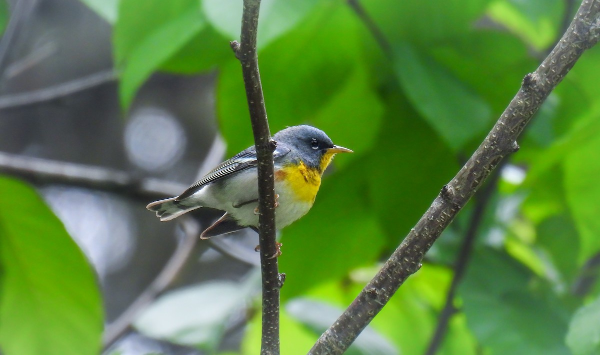 Northern Parula - ML642389934