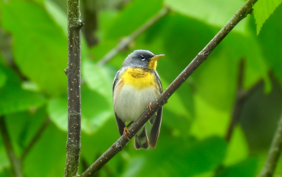 Northern Parula - ML642389947