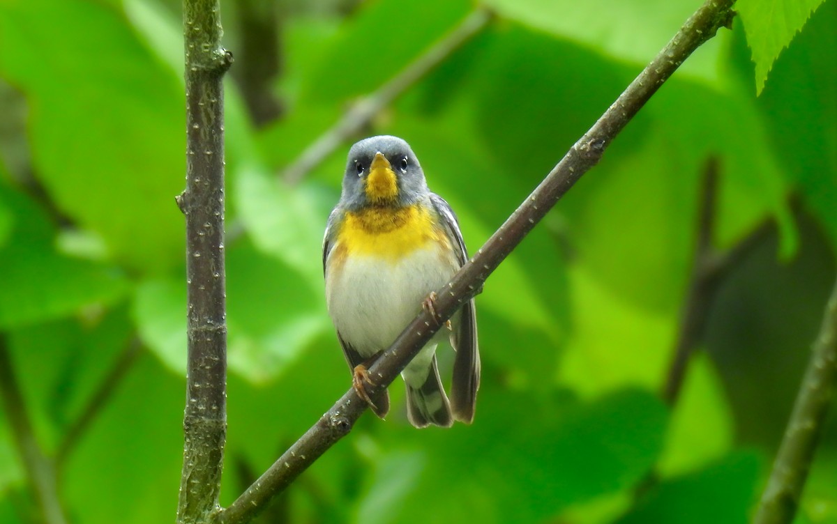 Northern Parula - ML642389955