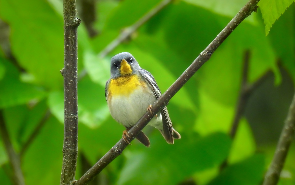 Northern Parula - ML642389960