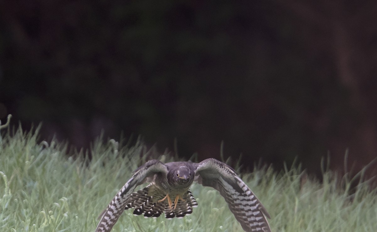 Common Cuckoo - ML642389966