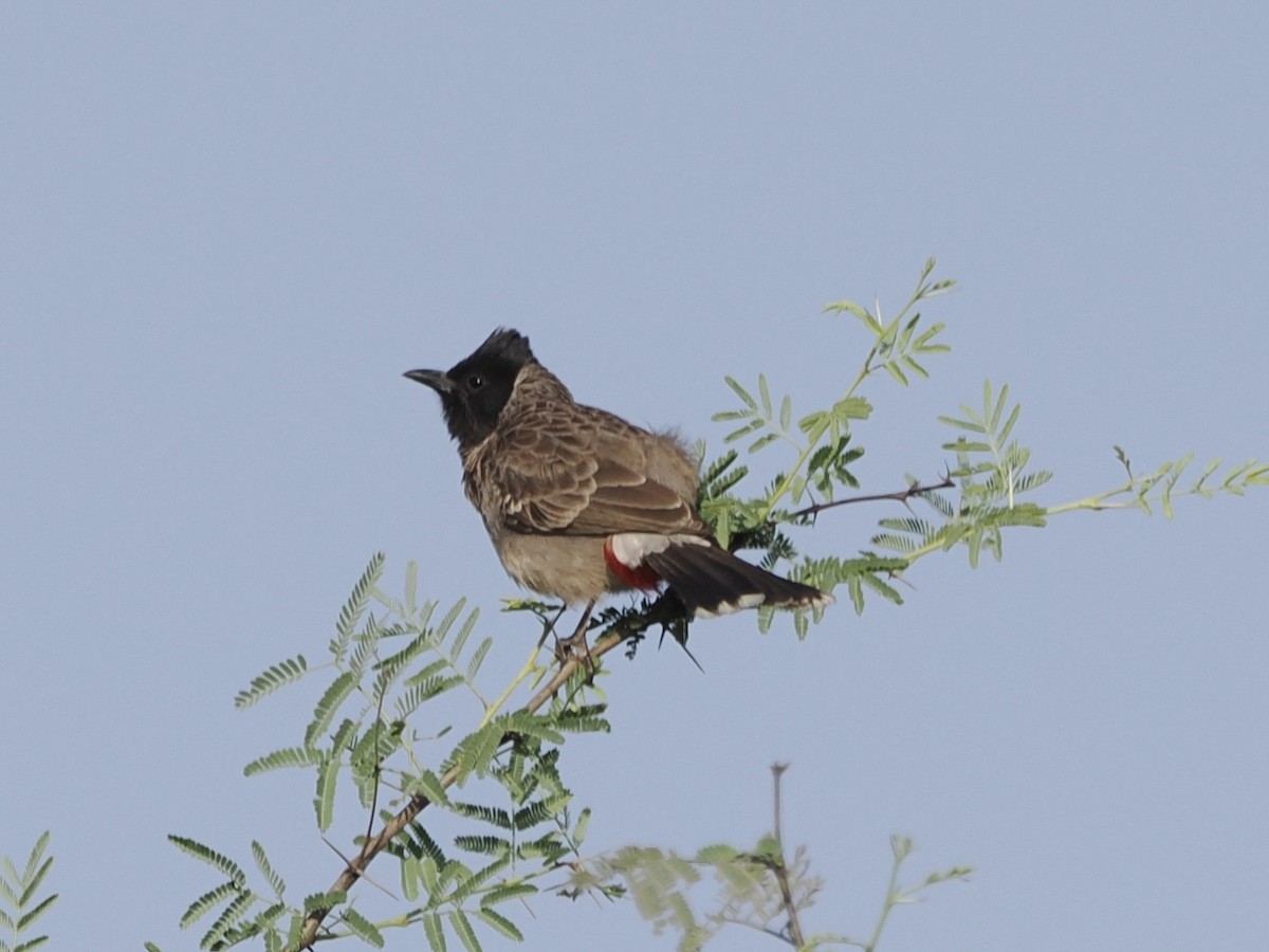 Red-vented Bulbul - ML642389971