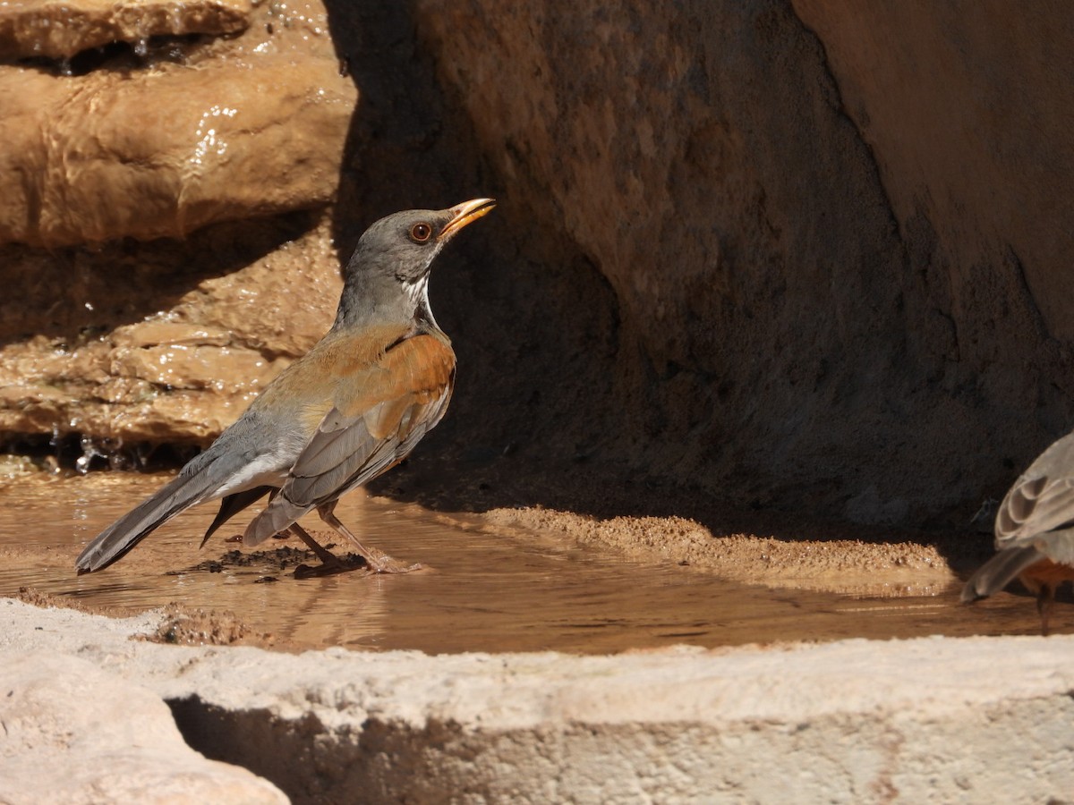 Rufous-backed Robin - ML642389979
