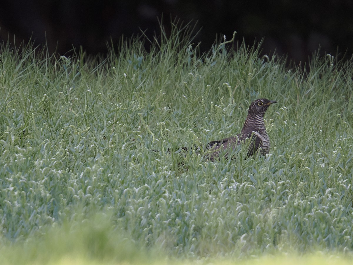 Common Cuckoo - ML642390037