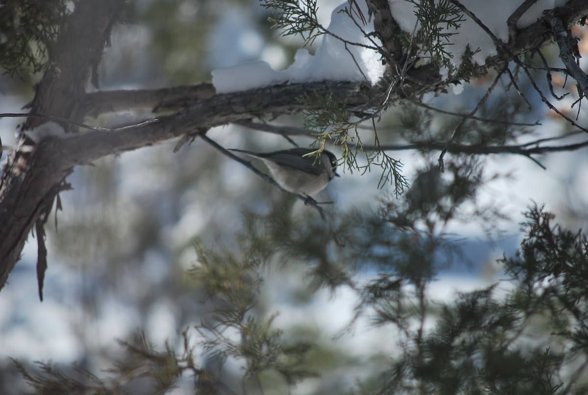 Mountain Chickadee - ML642390052