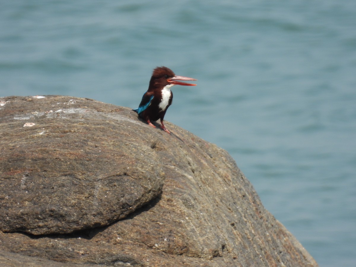 White-throated Kingfisher - ML642390058