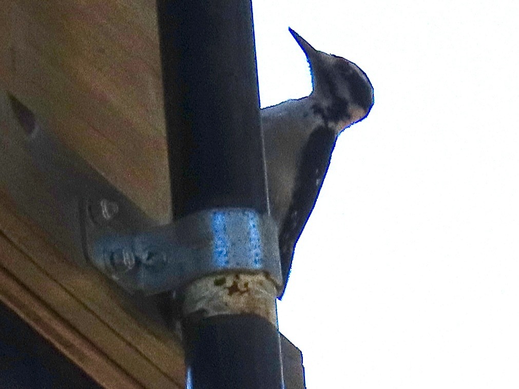 Hairy Woodpecker - ML642390059