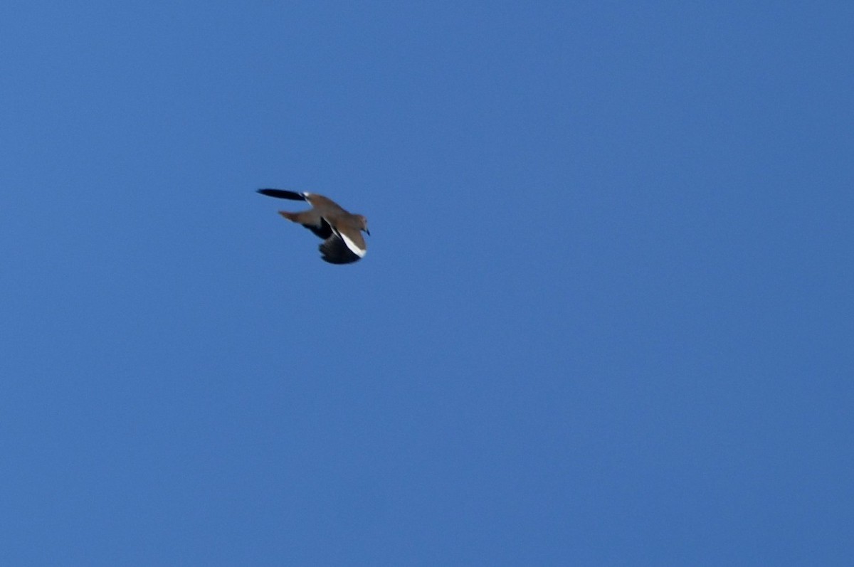 White-winged Dove - ML642390074