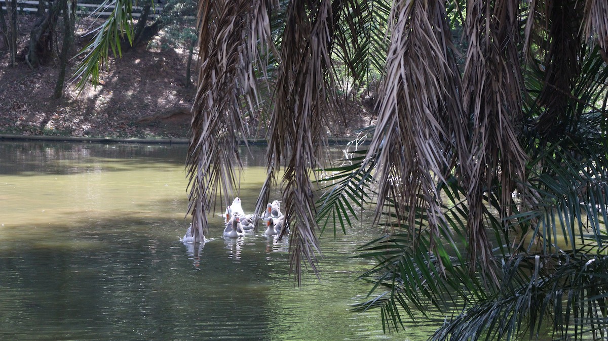 Swan Goose (Domestic type) - ML642390077