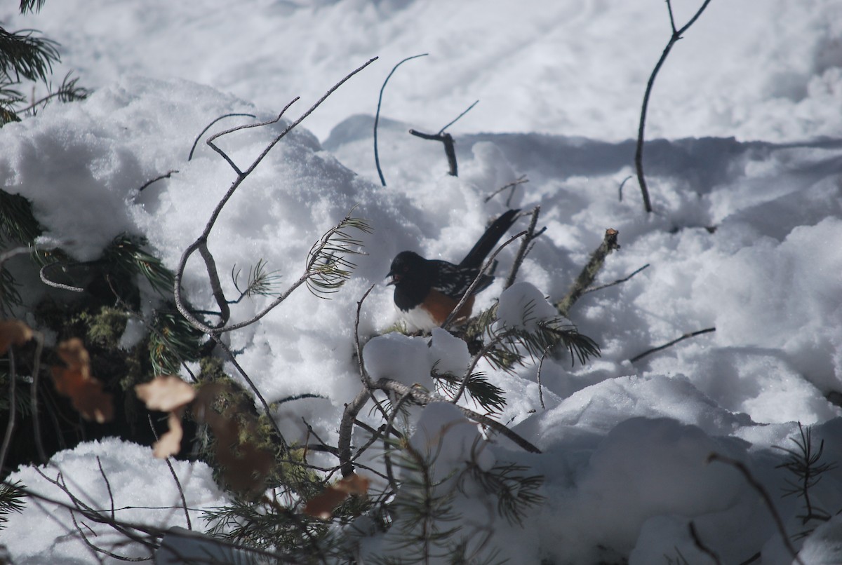 Spotted Towhee - ML642390089