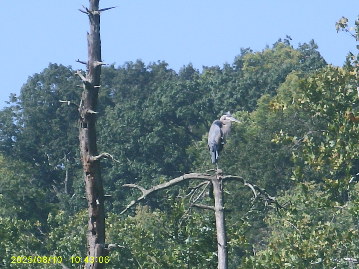 Great Blue Heron - ML642390101