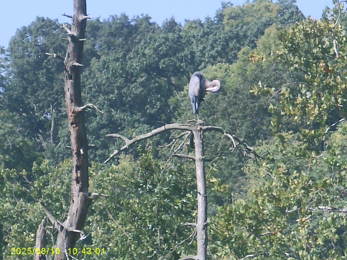 Great Blue Heron - ML642390103