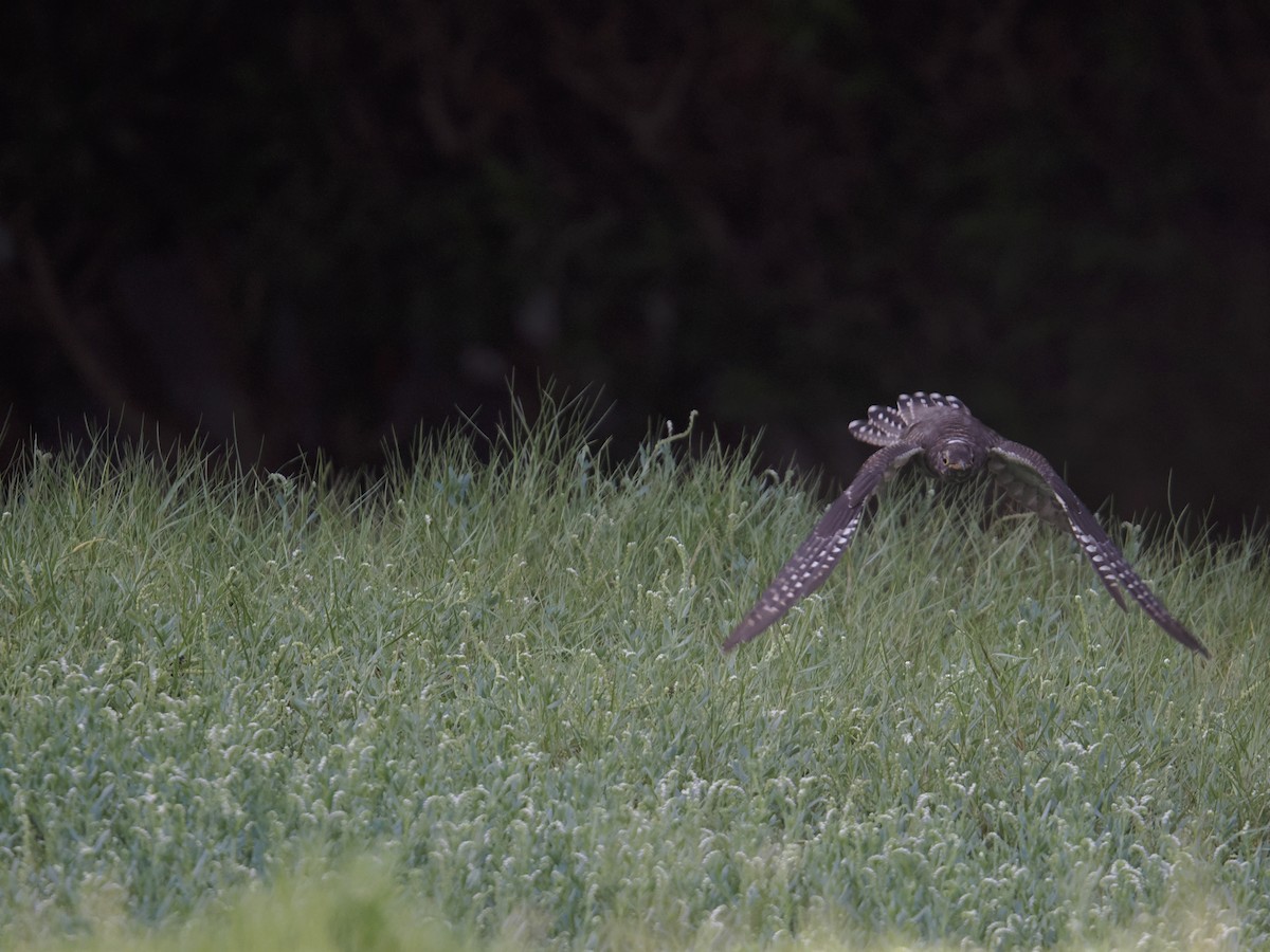 Common Cuckoo - ML642390107