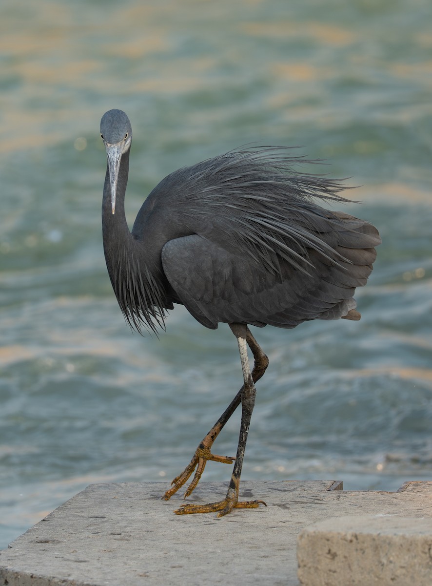 Western Reef-Heron - ML642390110