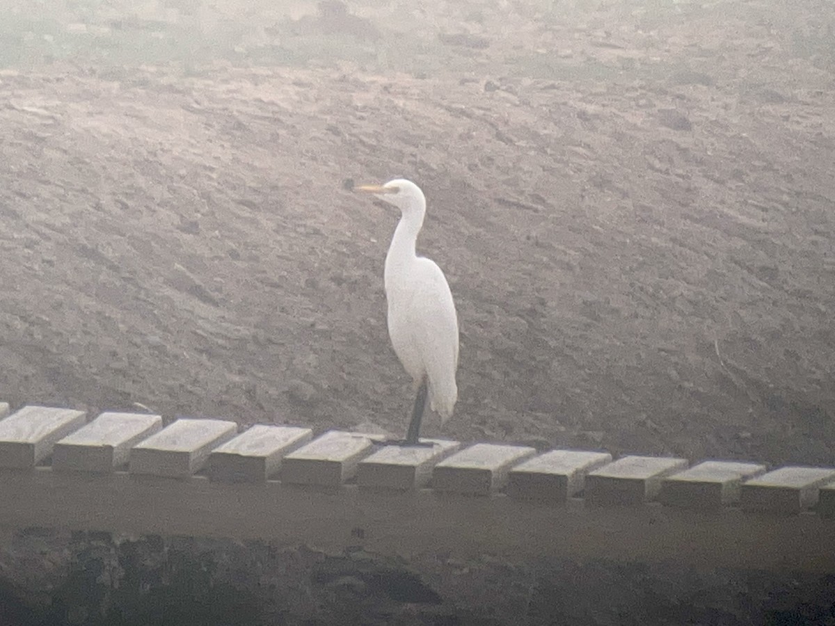 Western Cattle-Egret - ML642390127
