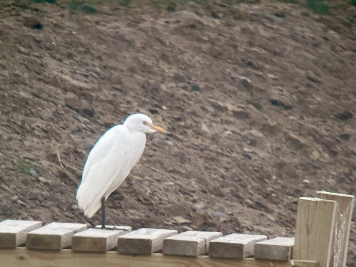 Western Cattle-Egret - ML642390128