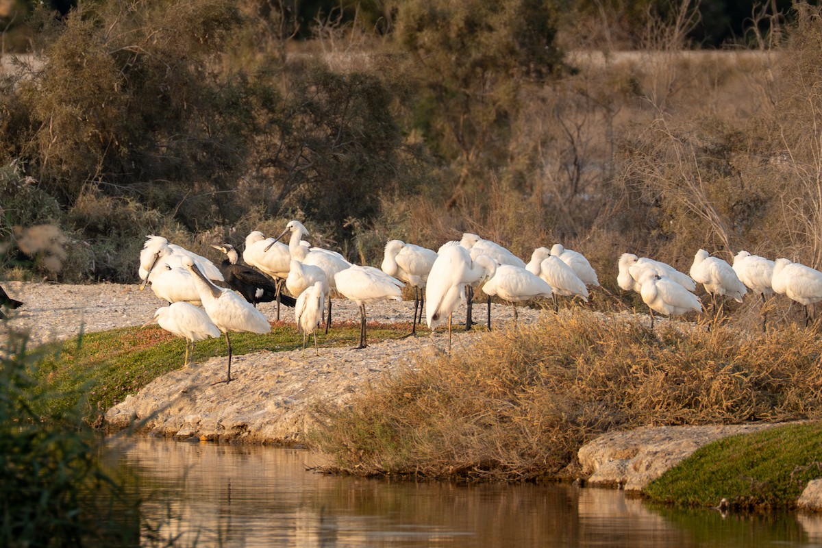 Eurasian Spoonbill - ML642390131