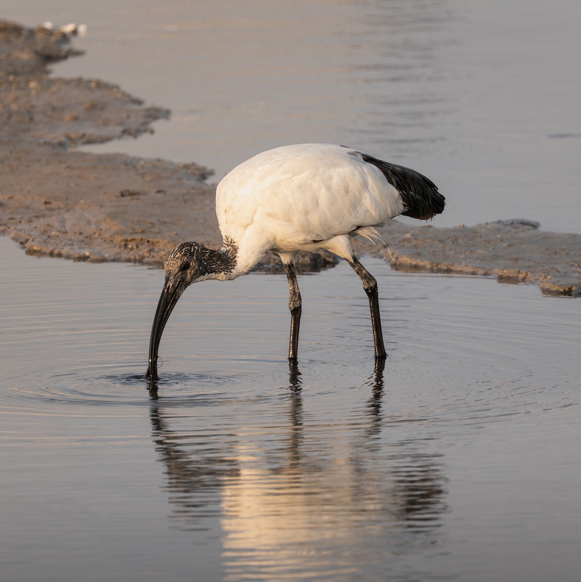 African Sacred Ibis - ML642390136
