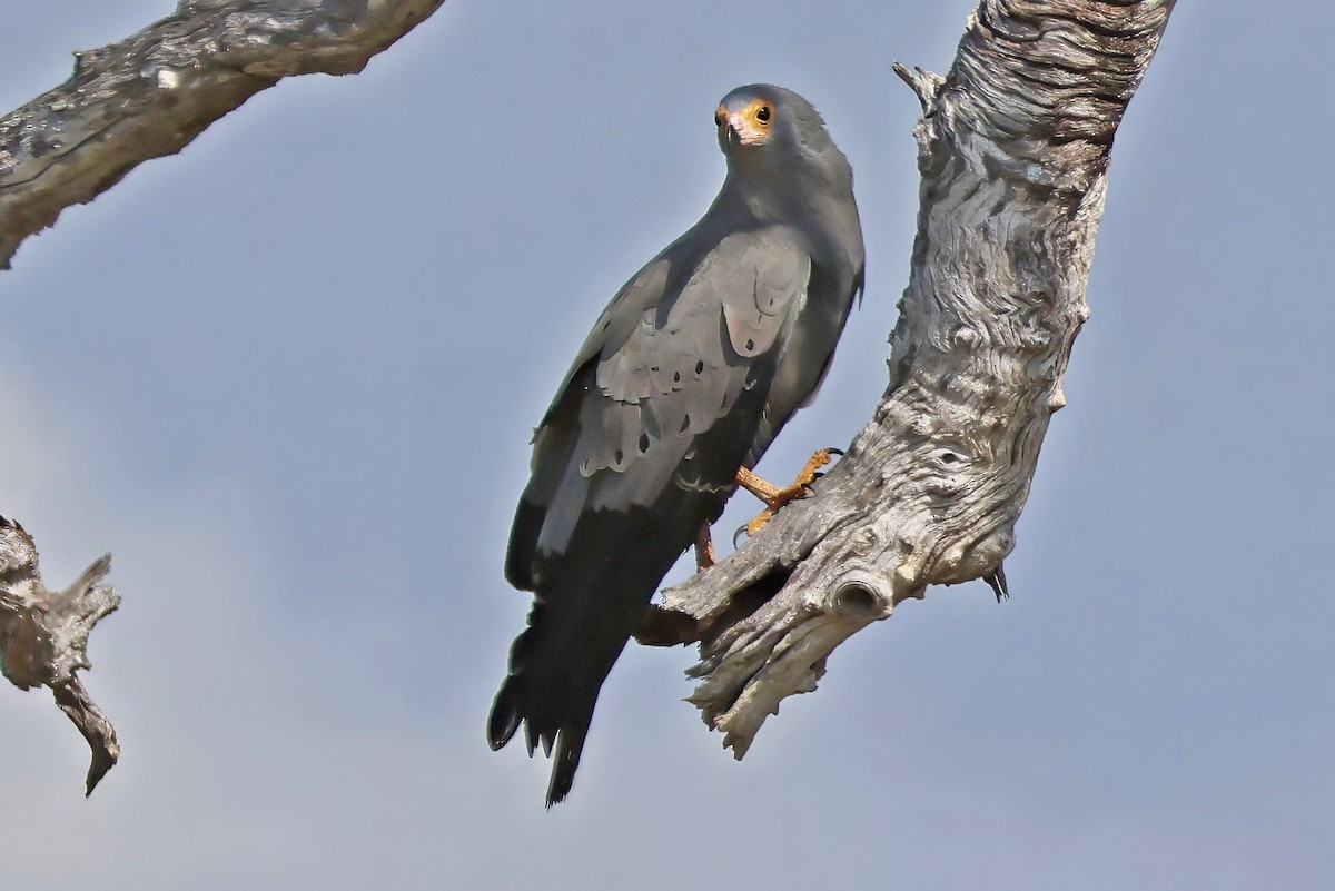 Aguilucho Caricalvo Común - ML642390137