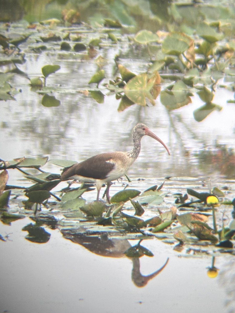 White Ibis - ML642390138