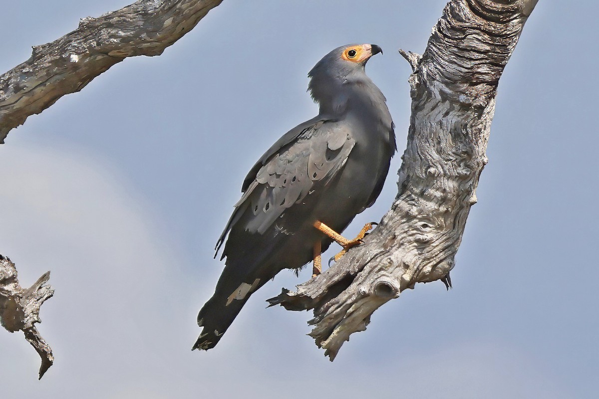 Aguilucho Caricalvo Común - ML642390141