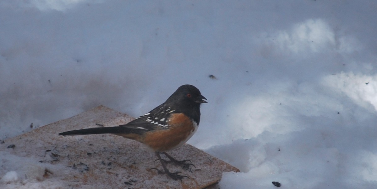 Spotted Towhee - ML642390146