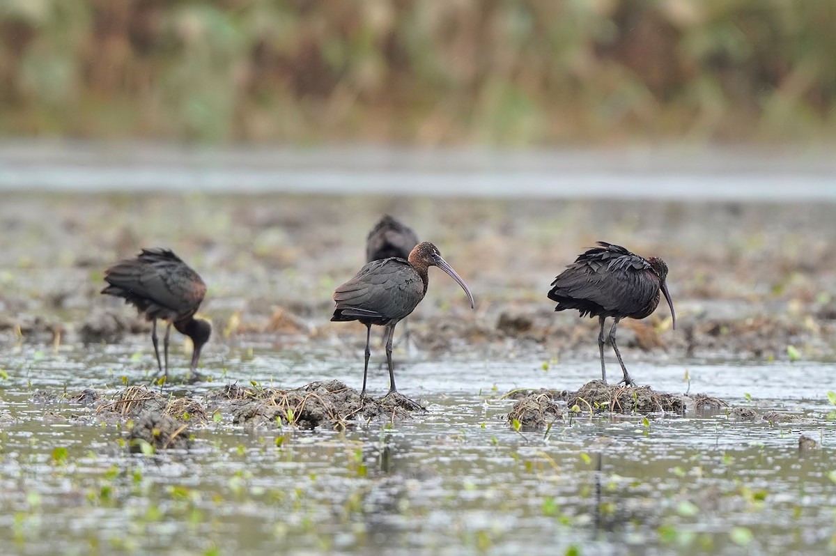 Glossy Ibis - ML642390173