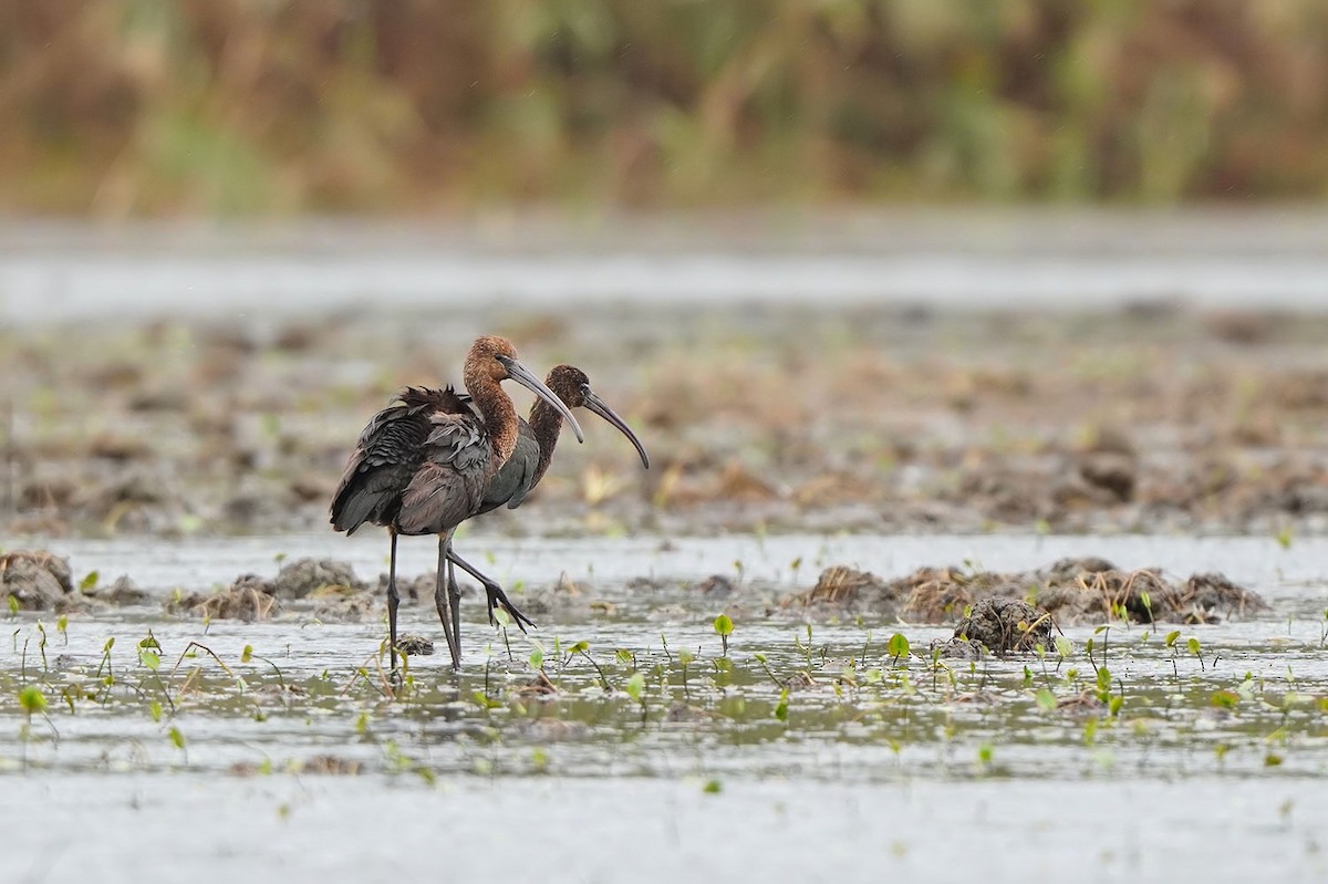 Glossy Ibis - ML642390174